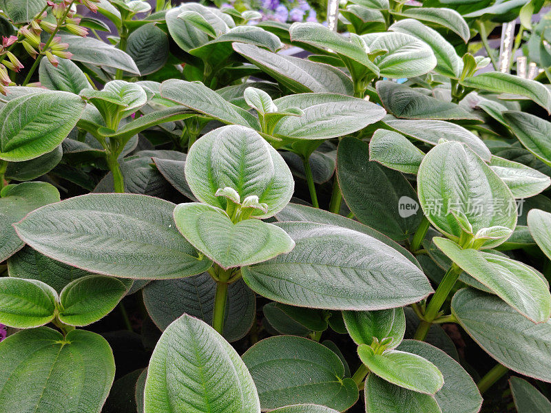 Tibouchina heteromalla